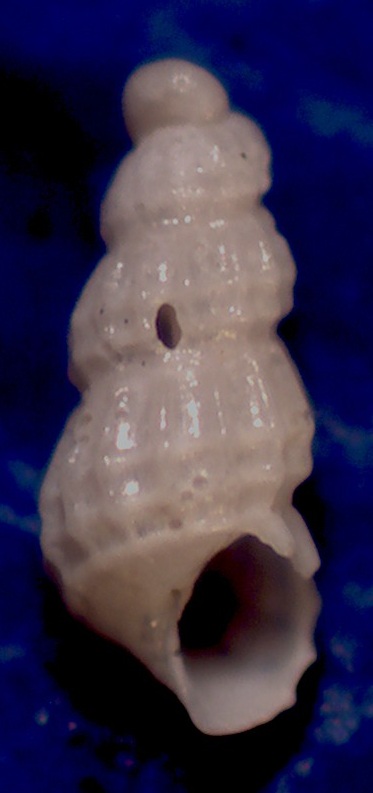 Parthenina  da confermare